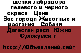 щенки лабрадора палевого и черного окраса › Цена ­ 30 000 - Все города Животные и растения » Собаки   . Дагестан респ.,Южно-Сухокумск г.